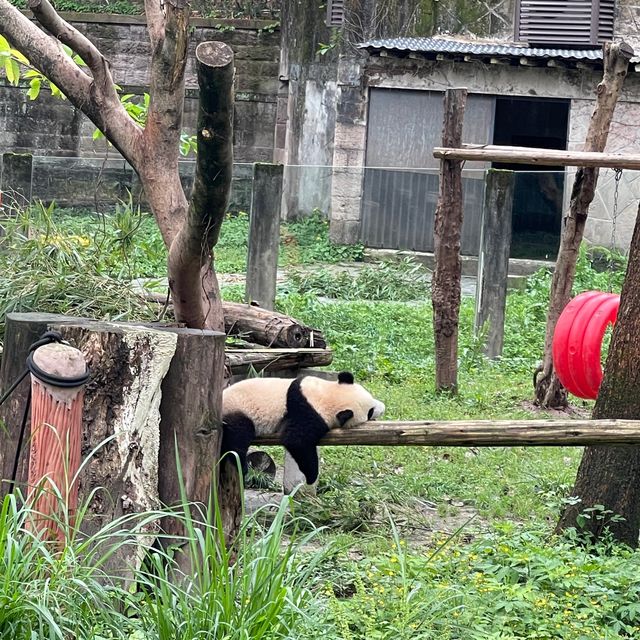 Spend a morning in Chong Qing zoo 