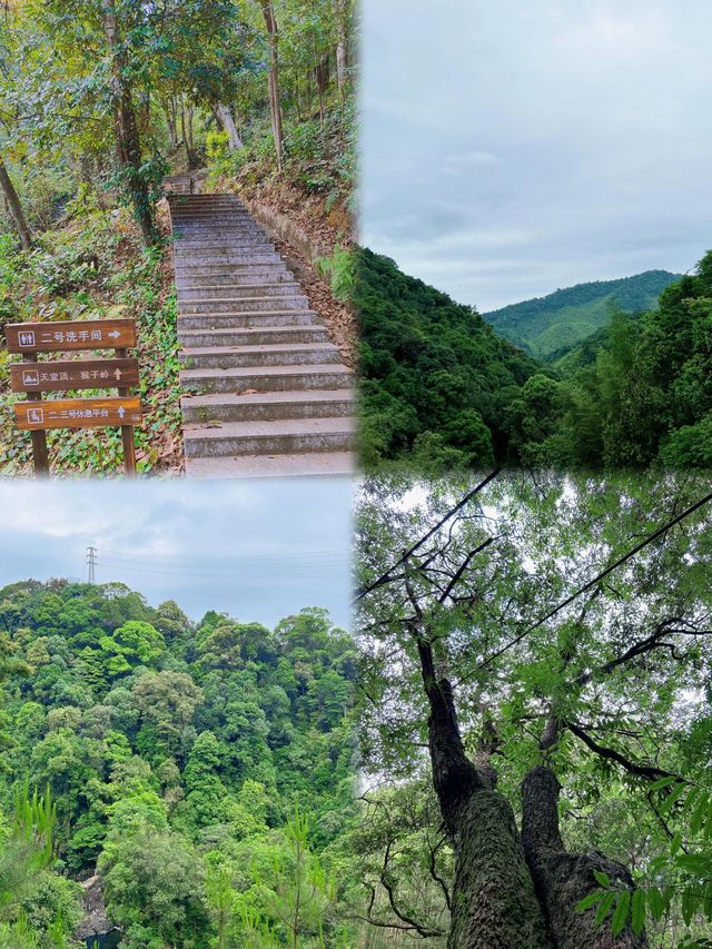 珠三角後花園|惠州南昆山森林公園