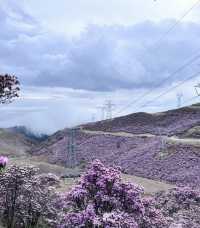 涼山的索瑪花【高山杜鵑】開了！