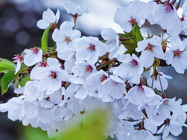 春日踏青賞花，與春天來一場浪漫之約