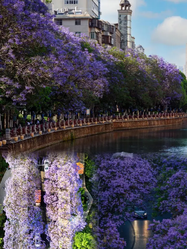 The streets of Kunming are about to be 'conquered' by this dreamy purple sea of flowers