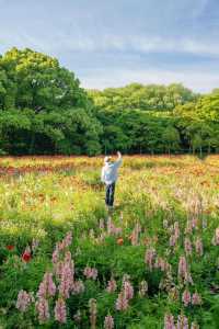 上海免費公園天花板，5月的共青森林封神了