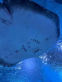 沈陽海底世界 水族館 海藍星夢幻城