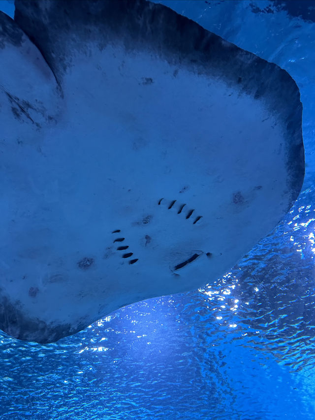 沈陽海底世界 水族館 海藍星夢幻城