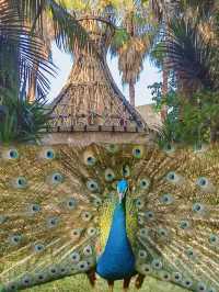 廣州南沙原生態竹子打造的水鳥世界生態園