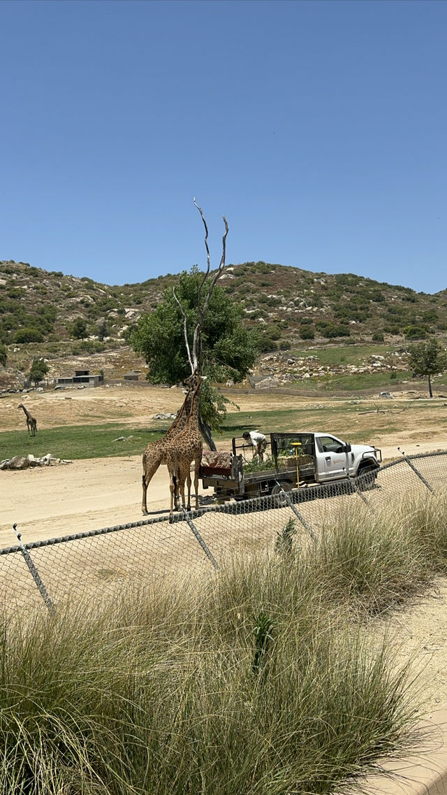 San Diego Safari Zoo