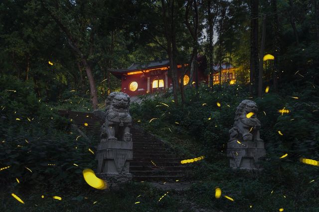 in南京｜與螢火蟲 共振的夏天