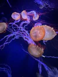 The Super Family Friendly Sumida Aquarium, The Wonders Of the Deep In Tokyo!