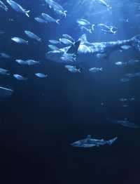 美國芝加哥｜謝德水族館。