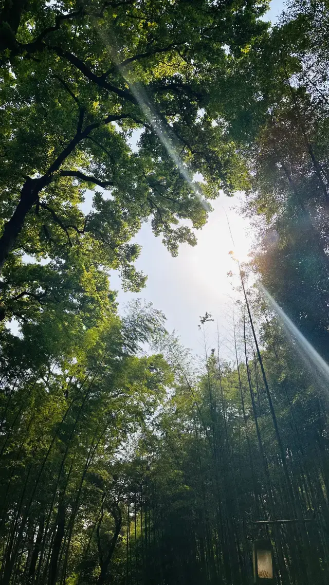 如何在雲棲竹徑安安靜靜待一天。