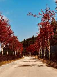 韶關嶺南紅葉世界。