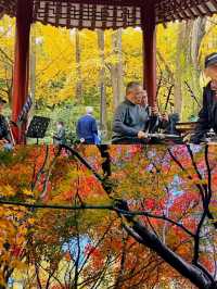 被嚴重低估的上海小眾賞楓地中山公園。