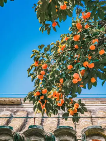 走進丹柿小院，探尋老舍先生的文學世界。