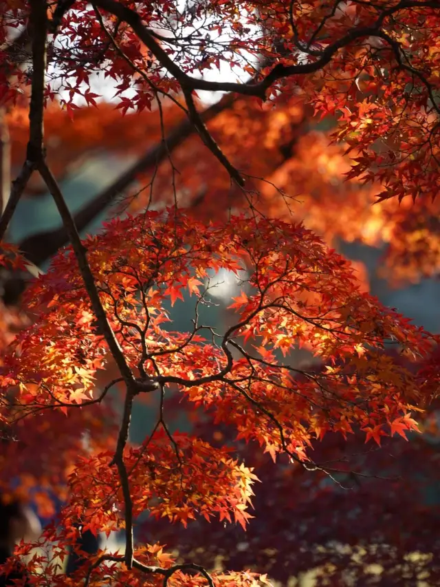 8日秋遊日本 美到不想回家。