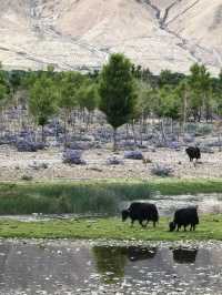 初次來庫拉岡日雪山-白馬錯跟我一起 Citywalk 吧