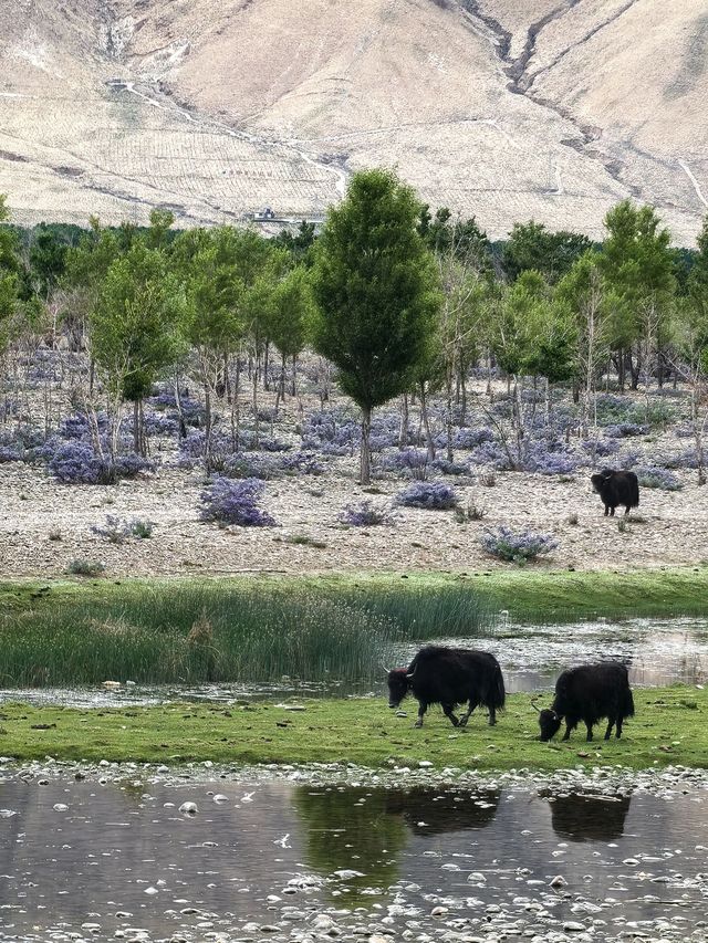 初次來庫拉岡日雪山-白馬錯跟我一起 Citywalk 吧 初次來庫拉岡日雪山-白馬錯跟我一起 Citywalk 吧