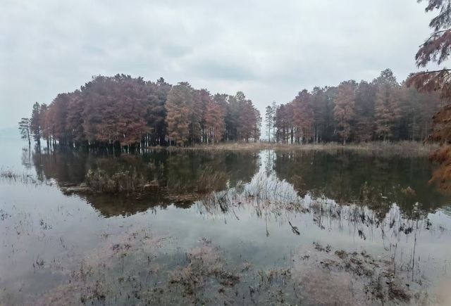 四明湖的紅杉林