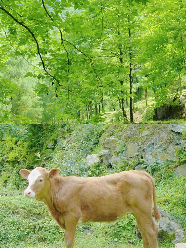 行走華蓥山，一步一景皆是詩