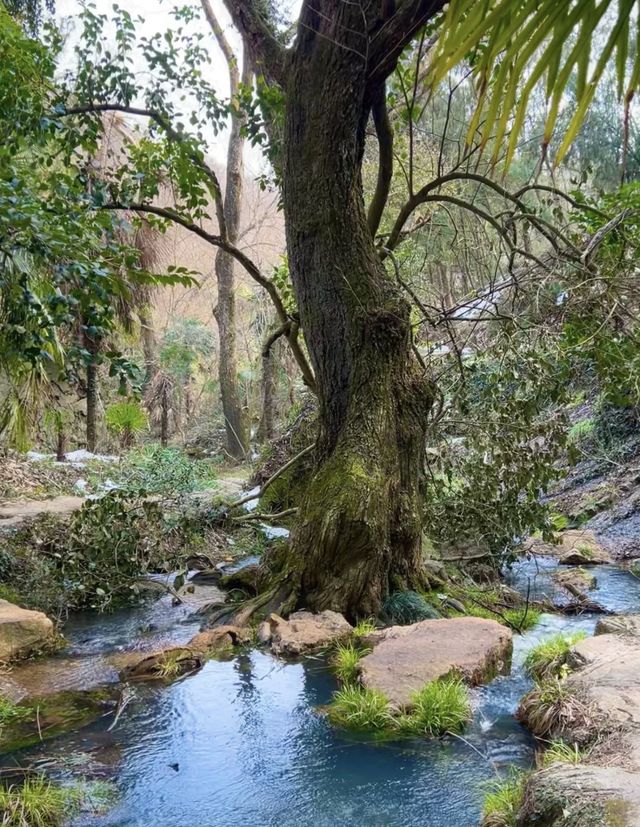 大口森林公園旅遊推薦以及周圍酒店推薦