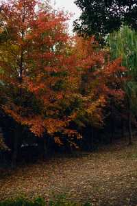 蘇州的冬天怎能不打卡虎丘紅杉樹林