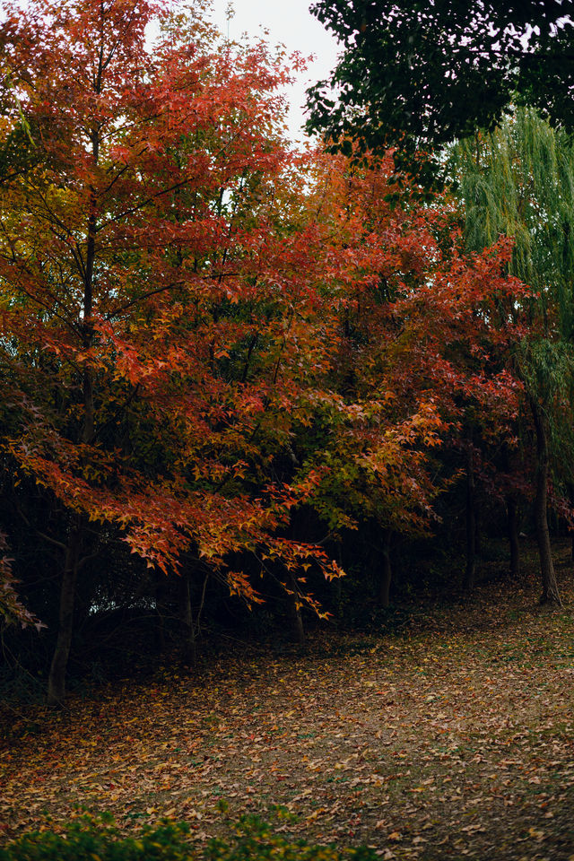 蘇州的冬天怎能不打卡虎丘紅杉樹林