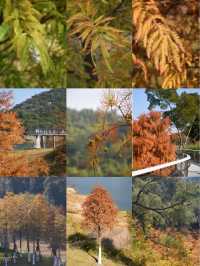 東山水庫的落羽松終於紅啦，原圖直出