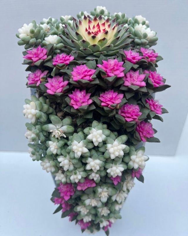秦嶺國家植物園