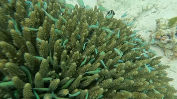 The Ultimate Maldives (Velaa Private Island) Guide + Tips