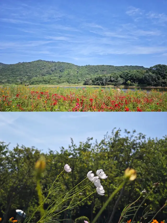 Huangshanlu Forest Park: A Weekend Wonderland