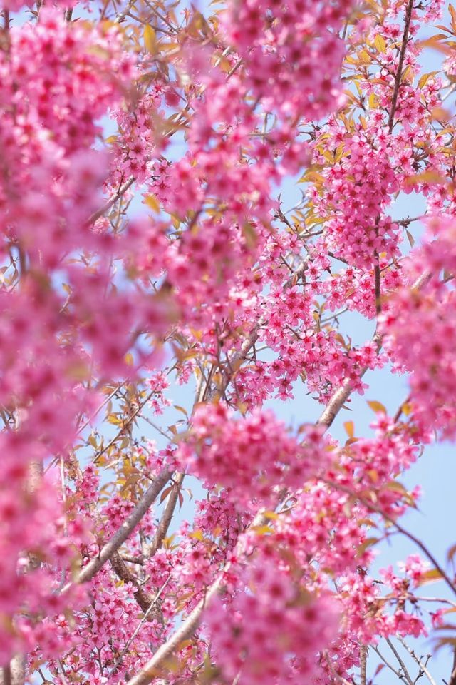 你知道成都最好看的花都在哪兒嗎