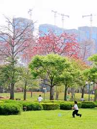廈門南湖公園四季五彩繽紛，休閒好地方！
