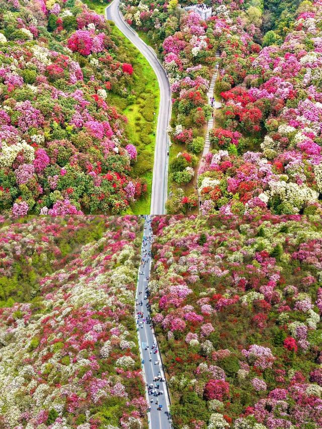 確定不來瞧一瞧杜鵑花的美嗎？