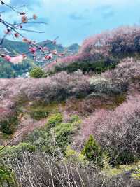 【賣花漁村】我在徽州私藏的初春仙境找到啦