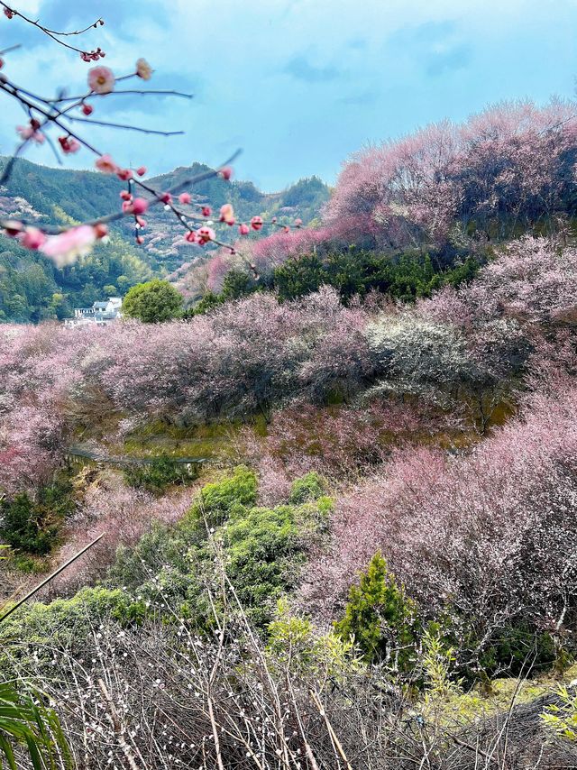 【賣花漁村】我在徽州私藏的初春仙境找到啦