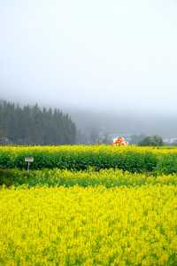 貴州萬峰林千畝油菜花