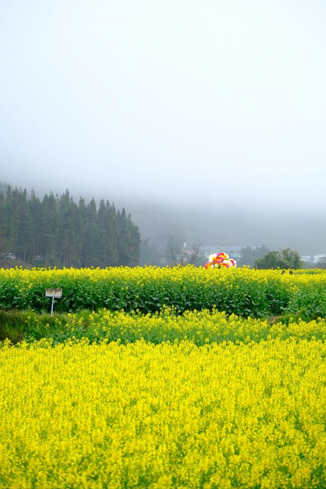 貴州萬峰林千畝油菜花