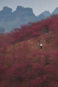 韶關山水間，藏著嶺南最磅礴的春天