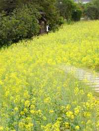 免費觀瀾版畫村油菜花進入全盛期
