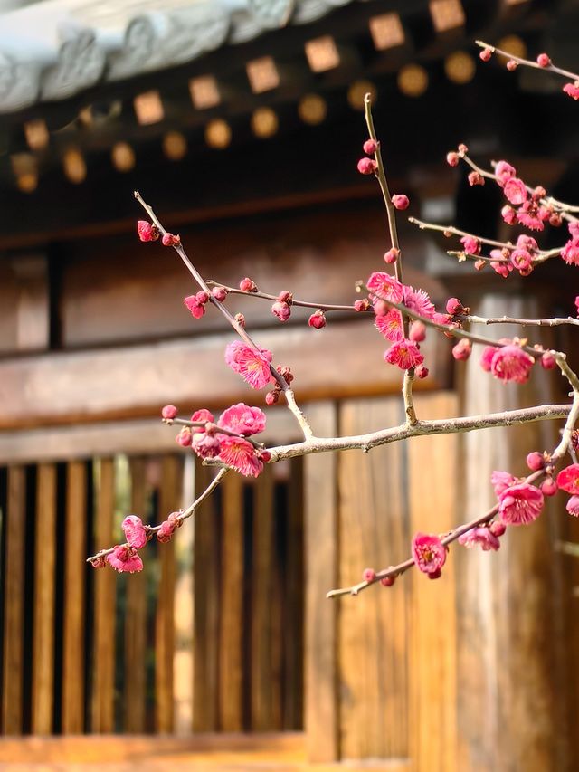 寶山寺尋梅記