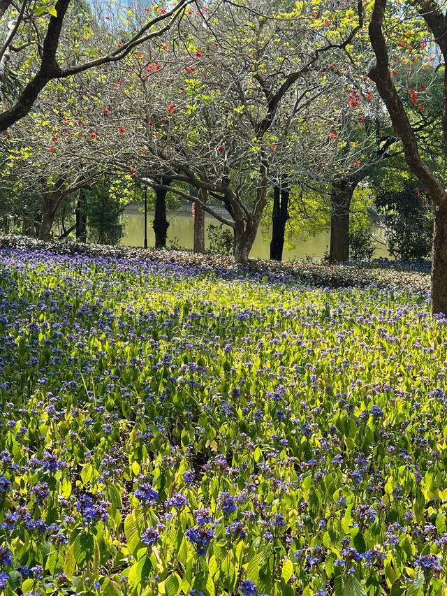 《筆架山公園的紫色奇蹟》