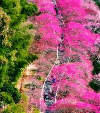 長興居然有梅花賞？