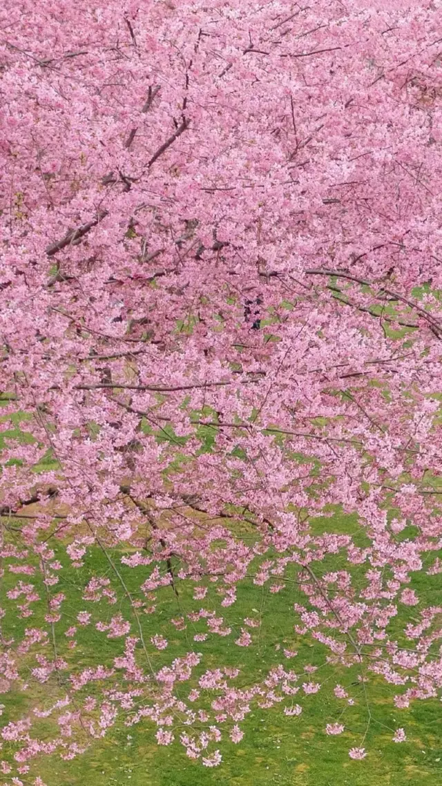 東湖賞櫻旅遊攻略
