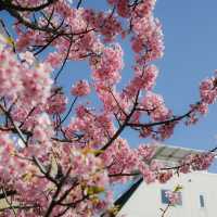 🌸東京限定！大橫川親水公園的爛漫櫻雪