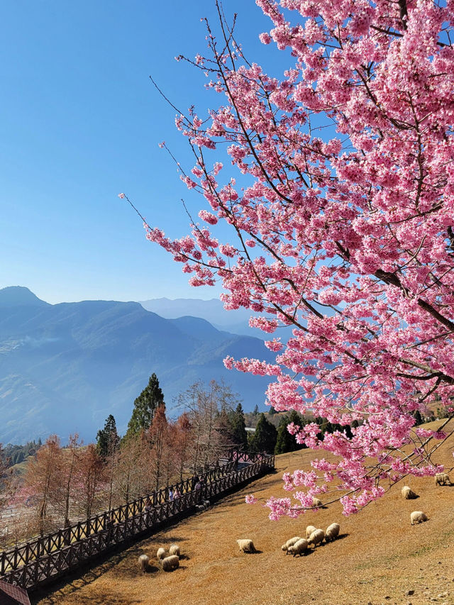 清境農場櫻花季，美到心裡啦🌸