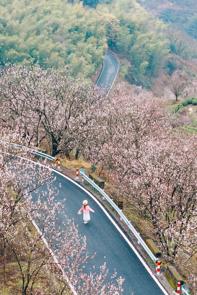 一年一度懸崖村櫻桃花，再不去就晚了