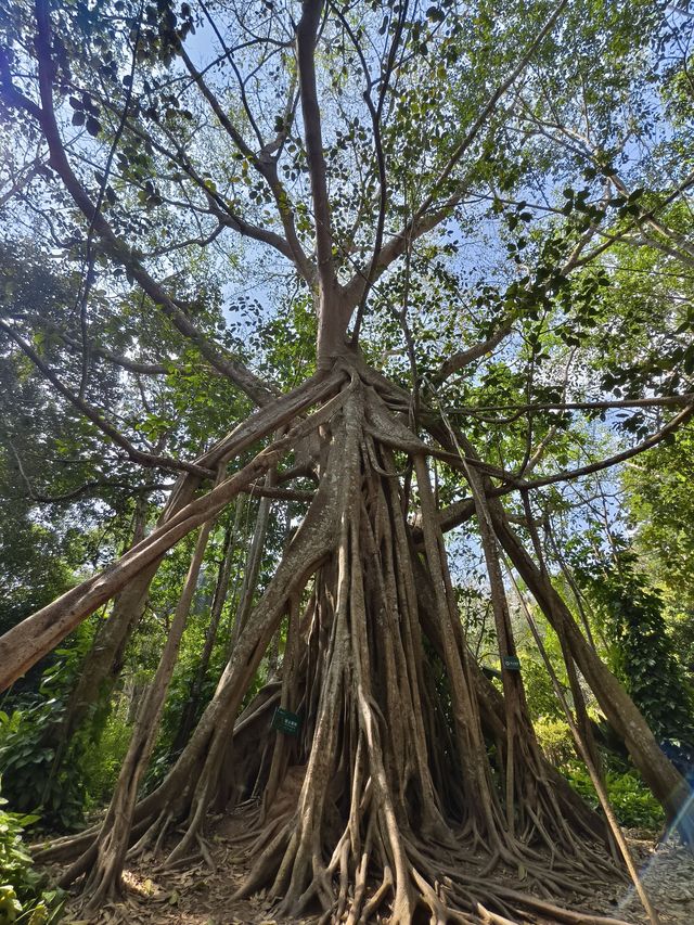 小長假來臨和我一起探索景洪森林吧