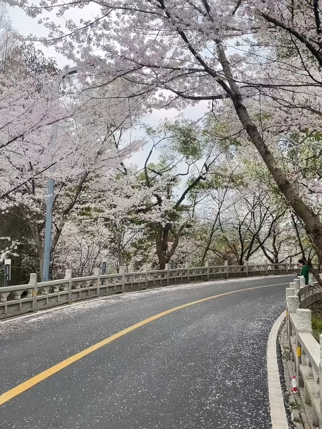 武漢櫻花實況 武漢櫻花實況