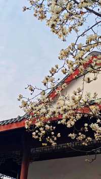 免票！2025武漢堤角公園賞櫻全攻略！