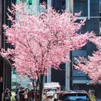 被日本橋春日限定浪漫擊中！粉色花海美到失語🌸 