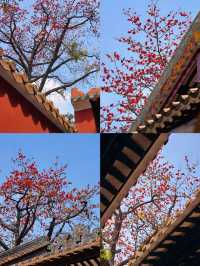3.11實拍國畫裡的春色滿園關不住